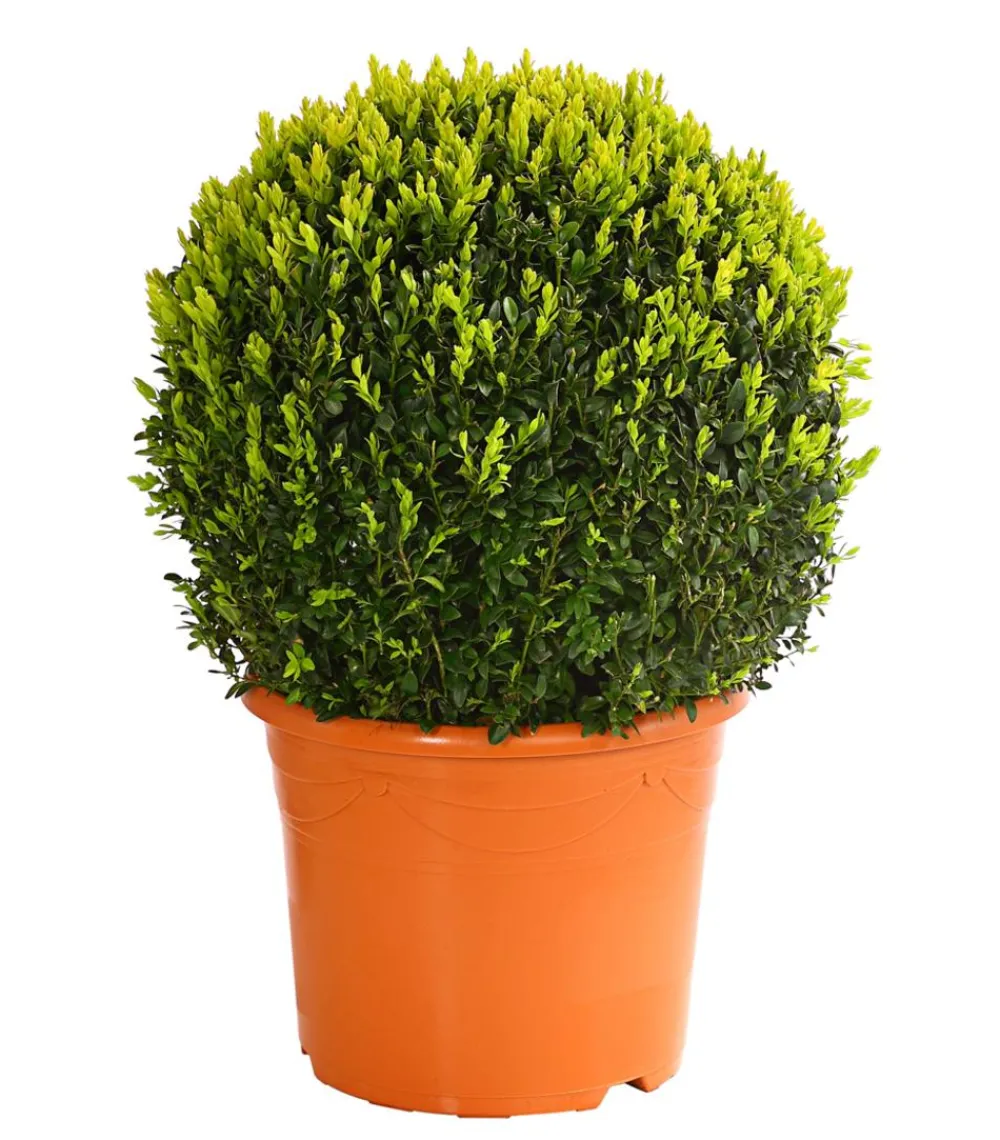 Dehner Buchs, Kugel Grün Outlet