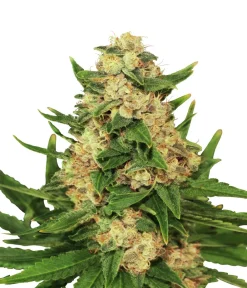 Bud Voyage Mehr Saatgut - Hanfsamen Anti-Stress Big Banana, 3 Stk.