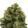 Bud Voyage Mehr Saatgut - Hanfsamen Gelassenheit Big Bud, 3 Stk.