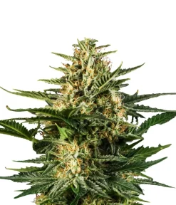 Bud Voyage Mehr Saatgut > Hanfsamen Happy Green Gelato, 3 Stk.