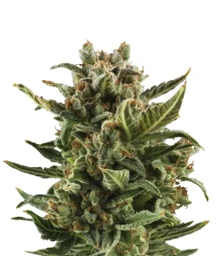 Bud Voyage Mehr Saatgut - Hanfsamen Klassiker White Widow, 3 Stk.