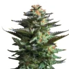 Bud Voyage Mehr Saatgut > Hanfsamen Lachflash Jamaican Haze, 3 Stk.