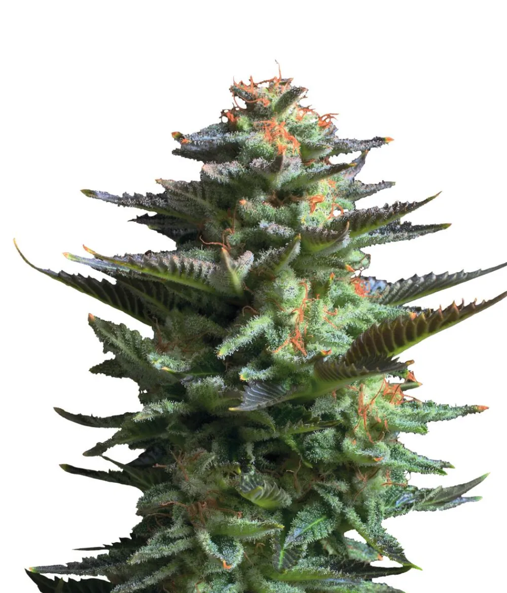 Bud Voyage Mehr Saatgut > Hanfsamen Lachflash Jamaican Haze, 3 Stk.