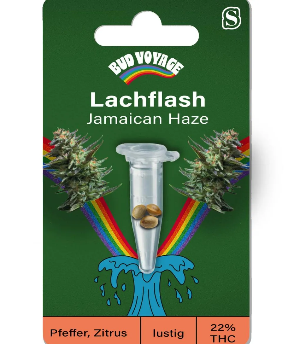 Bud Voyage Mehr Saatgut > Hanfsamen Lachflash Jamaican Haze, 3 Stk.