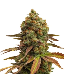 Bud Voyage Hanfsamen Leichtigkeit Special #1, 3 Stk. Hot
