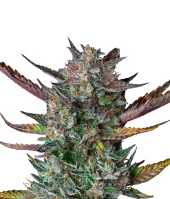 Bud Voyage Mehr Saatgut - Hanfsamen Loslassen Purple Punch, 3 Stk.