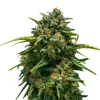 Bud Voyage Hanfsamen Schmerz weg Super Skunk, 3 Stk. Outlet