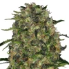 Bud Voyage Hanfsamen Tiefschlaf Black Domina, 3 Stk. New