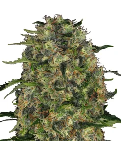 Bud Voyage Hanfsamen Tiefschlaf Black Domina, 3 Stk. New