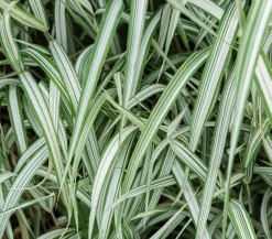 Dehner Aqua Teichpflanzen|Teichpflanzen - Buntblättriges Rohrglanzgras 'Picta' Grün