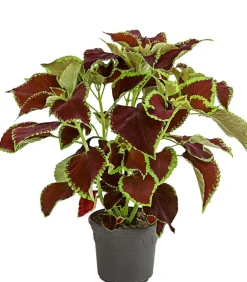 Dehner Grünpflanzen|Sommerblumen - nessel - Solenostemon scutellarioides Bunt