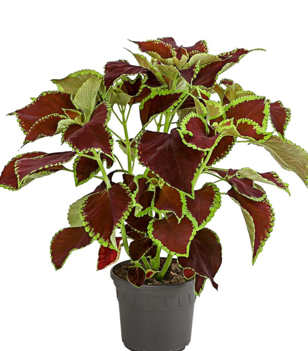 Dehner Grünpflanzen|Sommerblumen - nessel - Solenostemon scutellarioides Bunt