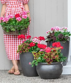Dehner Grünpflanzen|Sommerblumen - nessel - Solenostemon scutellarioides Bunt