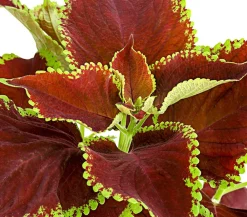 Dehner Grünpflanzen|Sommerblumen - nessel - Solenostemon scutellarioides Bunt