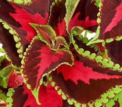 Dehner Grünpflanzen|Sommerblumen - nessel - Solenostemon scutellarioides Bunt