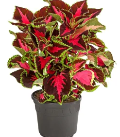 Dehner Grünpflanzen|Sommerblumen - nessel - Solenostemon scutellarioides Bunt