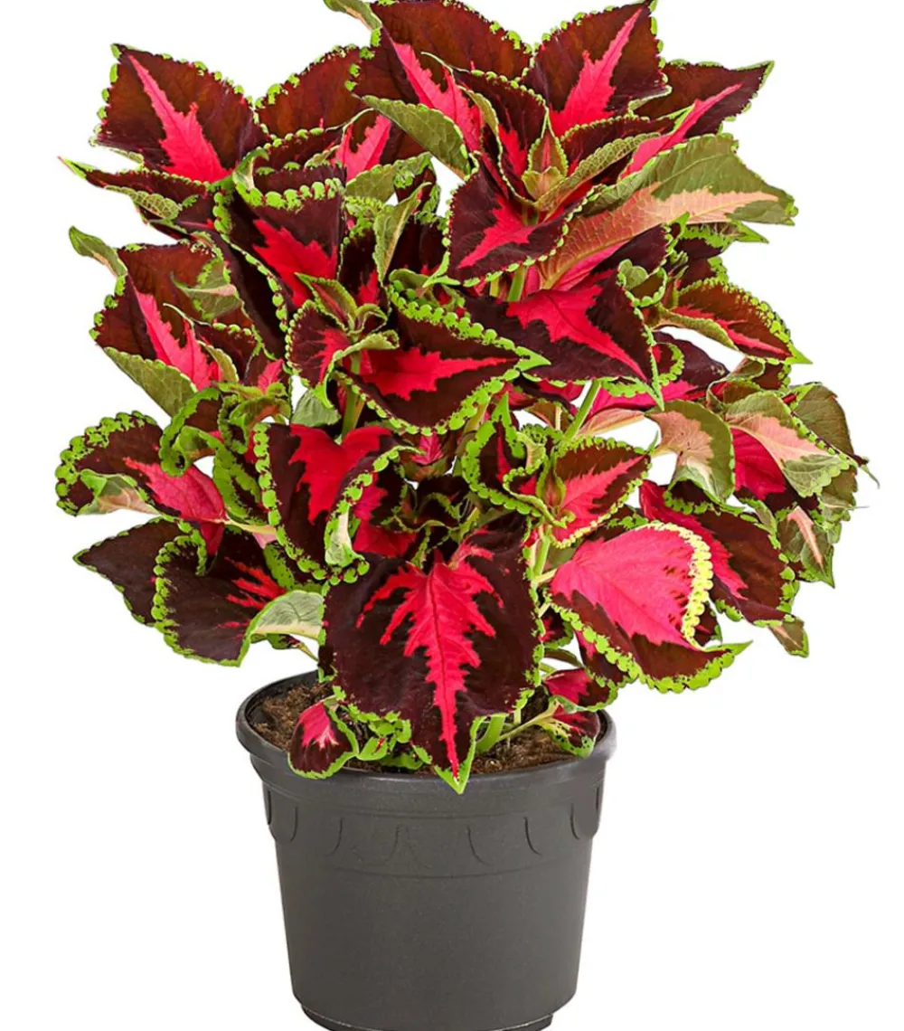 Dehner Grünpflanzen|Sommerblumen - nessel - Solenostemon scutellarioides Bunt