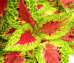 Dehner Grünpflanzen|Sommerblumen - nessel - Solenostemon scutellarioides Bunt