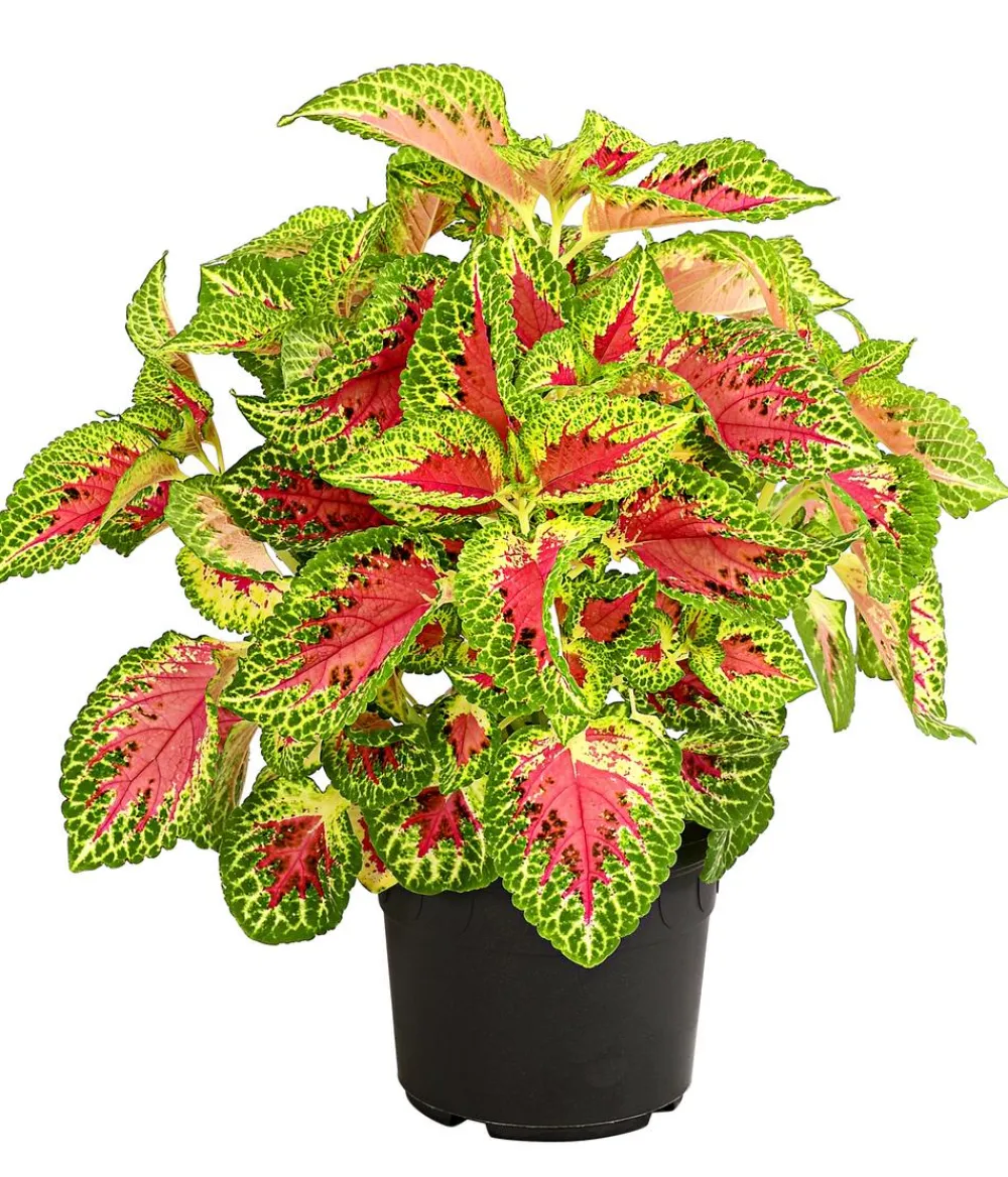 Dehner Grünpflanzen|Sommerblumen - nessel - Solenostemon scutellarioides Bunt