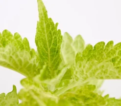 Dehner Grünpflanzen|Sommerblumen - Buntnessel - Solenostemon scutellarioides, verschiedene Sorten