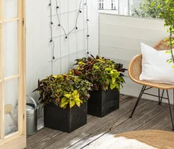 Dehner Grünpflanzen|Sommerblumen - nessel-Trio - Solenostemon scutellarioides Bunt