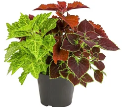 Dehner Grünpflanzen|Sommerblumen - nessel-Trio - Solenostemon scutellarioides Bunt