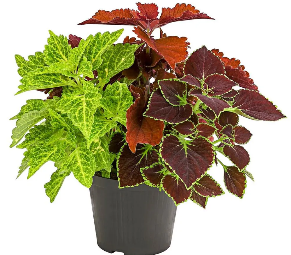 Dehner Grünpflanzen|Sommerblumen - nessel-Trio - Solenostemon scutellarioides Bunt
