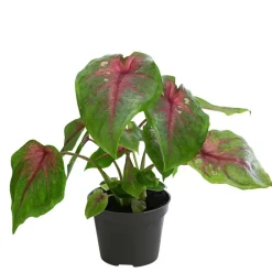 Dehner Grünpflanzen > Buntwurz - Caladium bicolor Hybriden 'Casey'