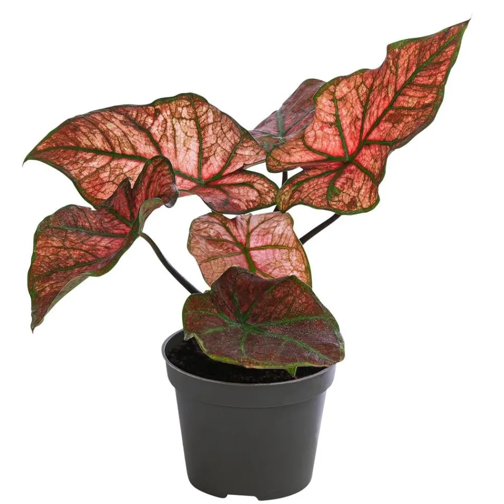 Dehner Buntwurz - Caladium bicolor Hybriden 'Valentina' New