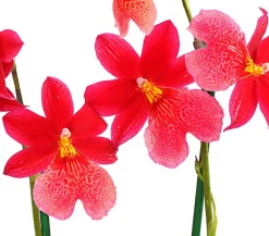 Dehner Orchideen - Burrageara-Orchidee - Burrageara cultivars 'Nelly Isler'