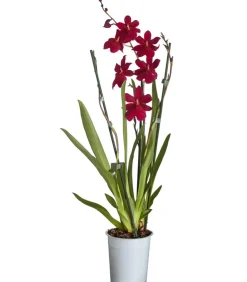 Dehner Orchideen - Burrageara-Orchidee - Burrageara cultivars 'Nelly Isler'
