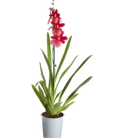 Dehner Orchideen - Burrageara-Orchidee - Burrageara cultivars 'Nelly Isler'