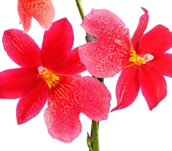 Dehner Orchideen - Burrageara-Orchidee - Burrageara cultivars 'Nelly Isler'
