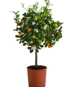 Dehner Zitruspflanzen|Terrassenpflanzen > Calamondin-
