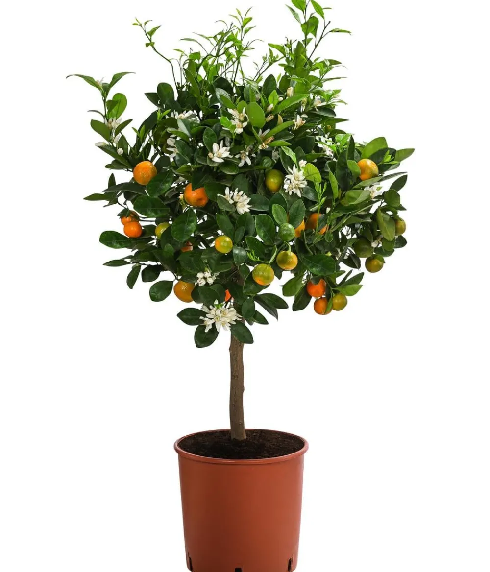 Dehner Zitruspflanzen|Terrassenpflanzen > Calamondin-