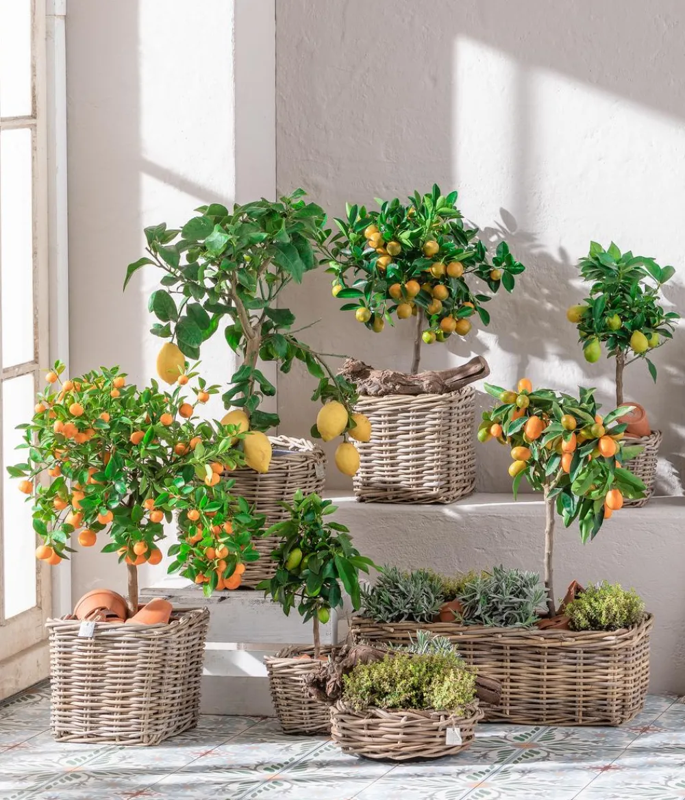Dehner Zitruspflanzen|Terrassenpflanzen > Calamondin-