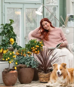Dehner Zitruspflanzen|Terrassenpflanzen > Calamondin-