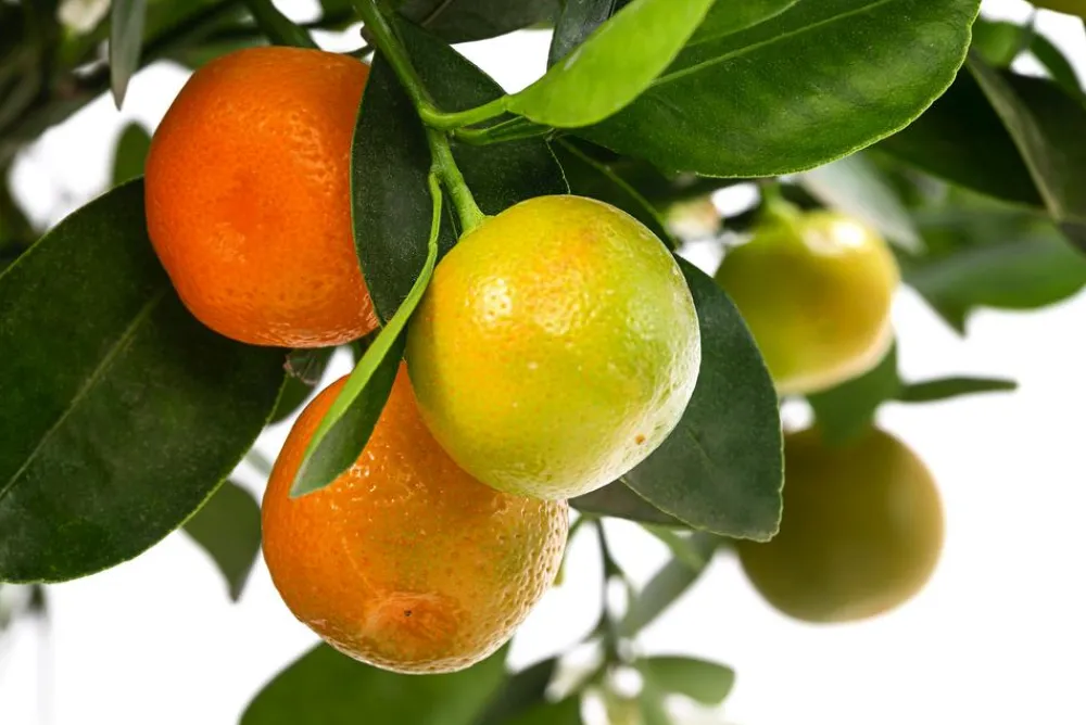 Dehner Zitruspflanzen|Terrassenpflanzen > Calamondin-