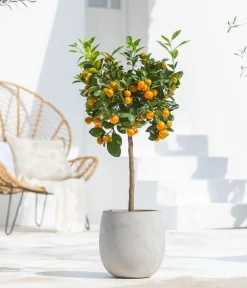 Dehner Zitruspflanzen|Terrassenpflanzen > Calamondin-