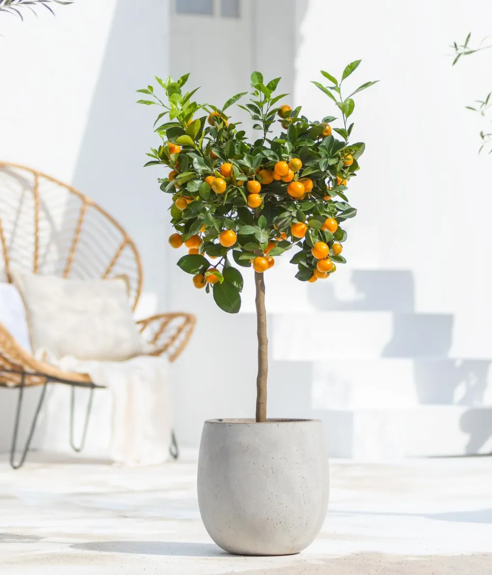 Dehner Zitruspflanzen|Terrassenpflanzen > Calamondin-