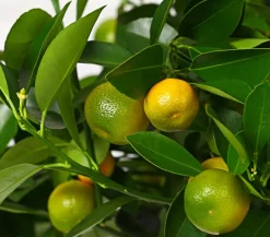 Dehner Calamondin- Orange New