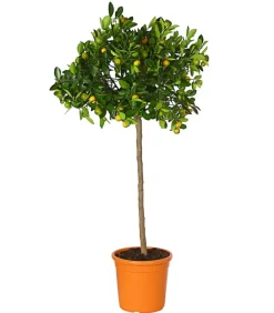 Dehner Calamondin- Orange New