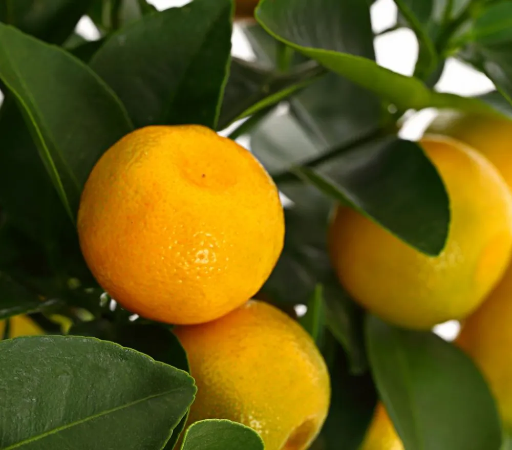 Dehner Zitruspflanzen|Terrassenpflanzen - Calamondin- Orange