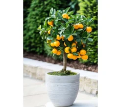 Dehner Zitruspflanzen|Terrassenpflanzen - Calamondin- Orange