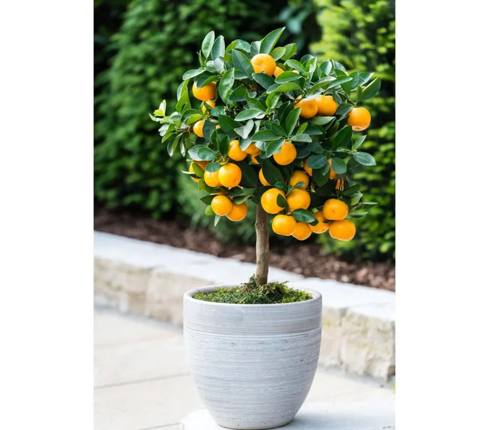 Dehner Zitruspflanzen|Terrassenpflanzen - Calamondin- Orange