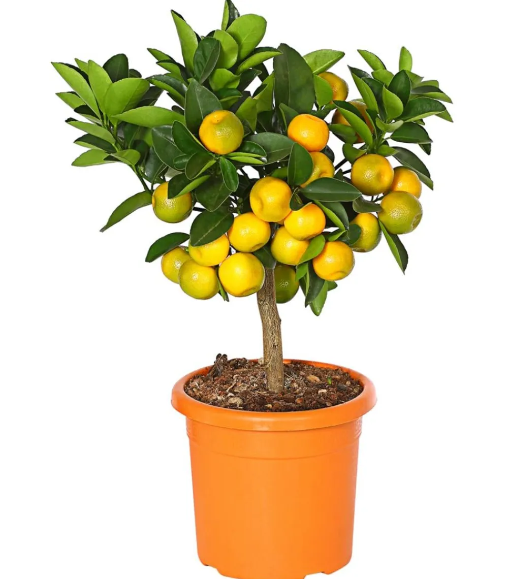Dehner Zitruspflanzen|Terrassenpflanzen - Calamondin- Orange