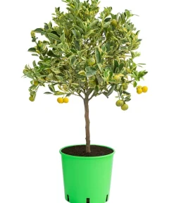 Dehner Calamondin-Orange 'Variegata', panaschiert Online