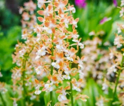 Dehner Calanthe