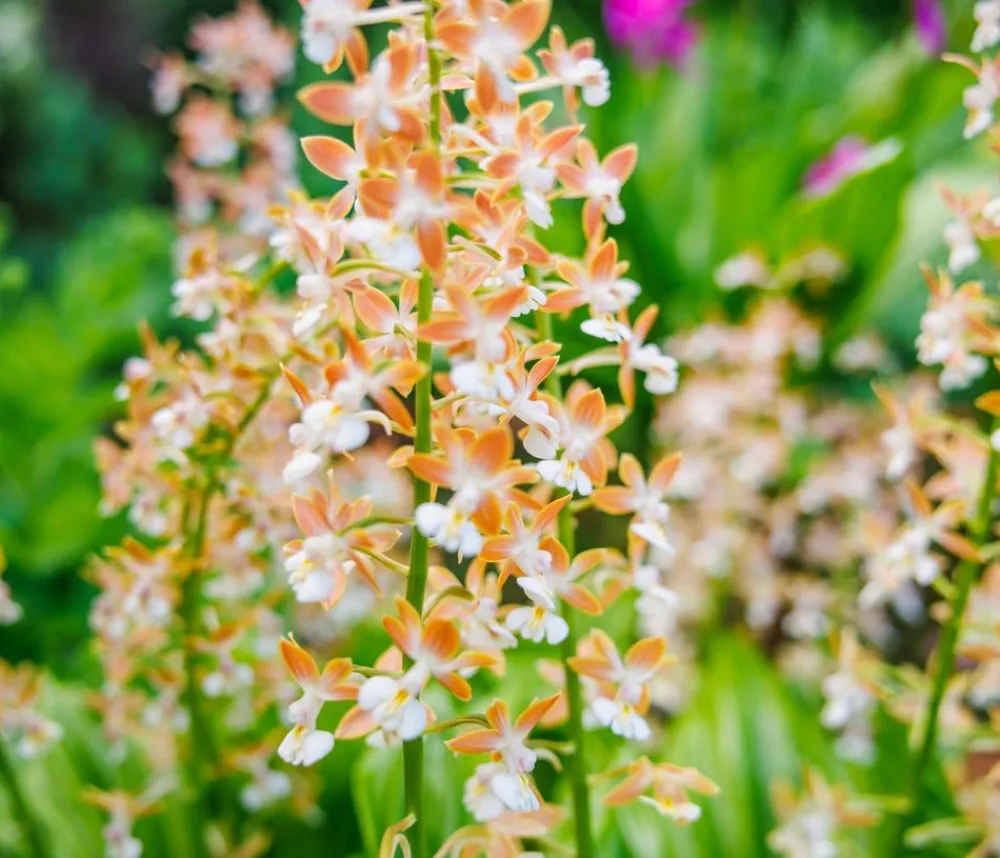 Dehner Calanthe
