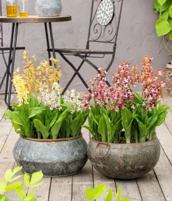 Dehner Calanthe